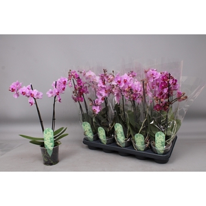 PHAL MF GEM 4 KL