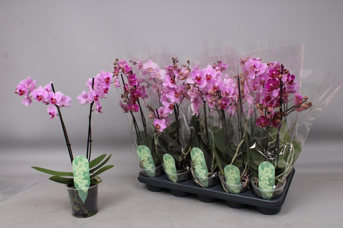 <h4>PHAL MF GEM 4 KL</h4>