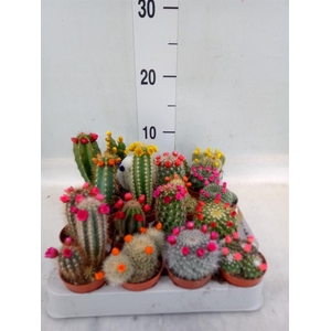 Cactus   ...decorated