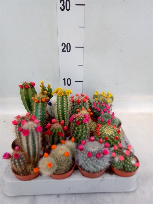 <h4>Cactus   ...decorated</h4>
