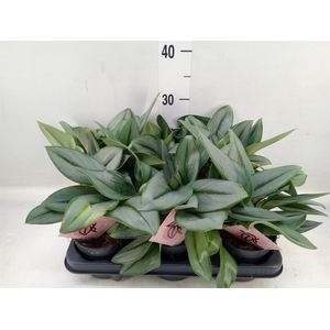 Scindapsus treubii 'Moonlight'