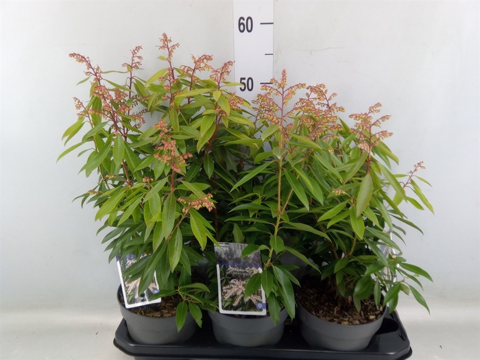 <h4>Pieris floribunda</h4>