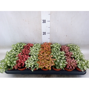 Fittonia   ...mix 7