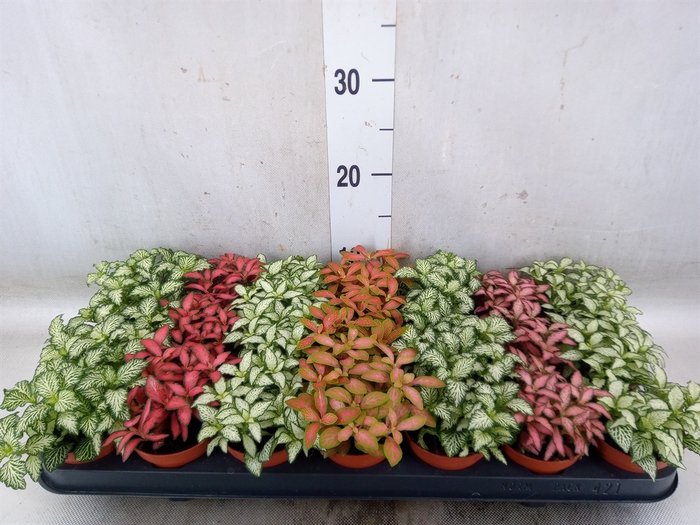 <h4>Fittonia   ...mix 7</h4>