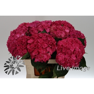 Hydrangea rodeo red