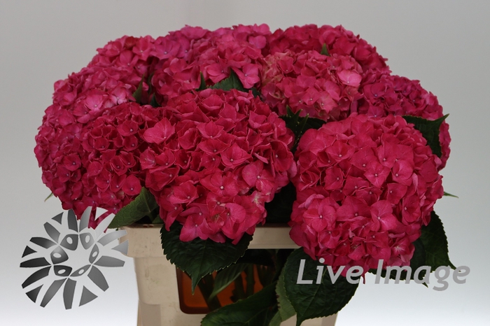 <h4>Hydrangea rodeo red</h4>