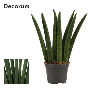 Sansevieria Cylindrica 6 cm Fan (Decorum)