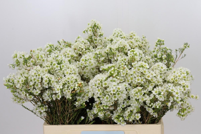 <h4>CHAMELAUCIUM DAWN PEARL</h4>
