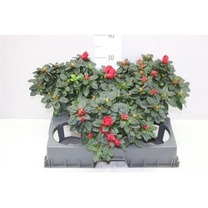 Rhododendron Si Otto