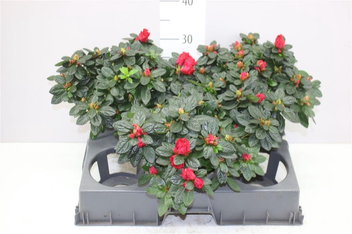 <h4>Rhododendron Si Otto</h4>