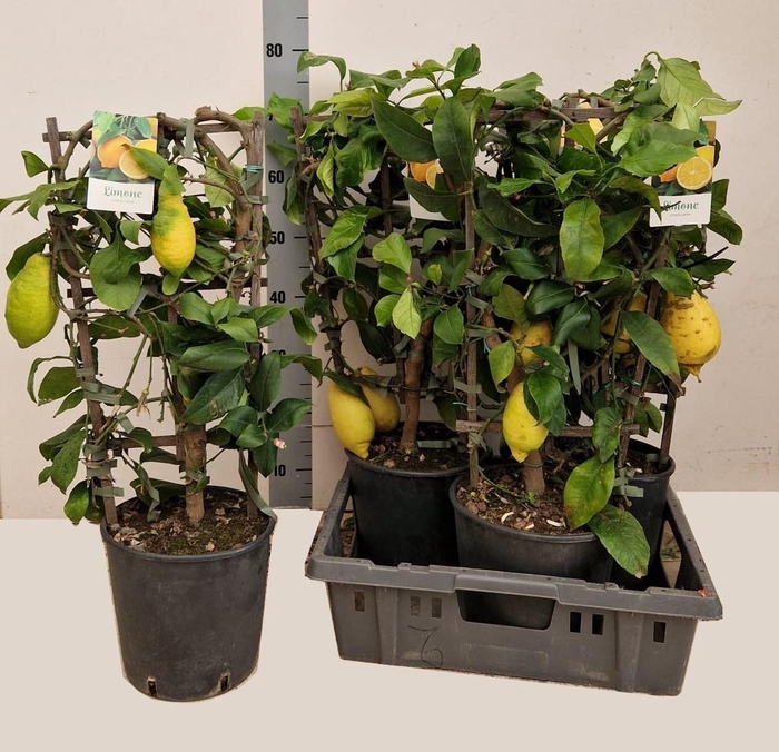 <h4>CITR MICROCARPA</h4>