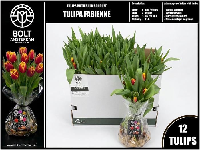 <h4>TU FR FABIENNE</h4>