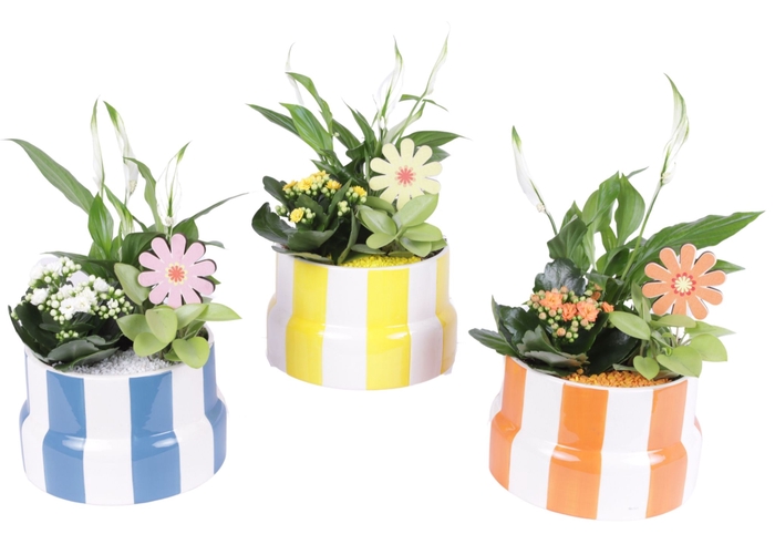<h4>Opm Summer Arr. Indoor Ceramic Pot Exotic Vibes</h4>
