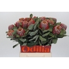 Banksia Coccinea