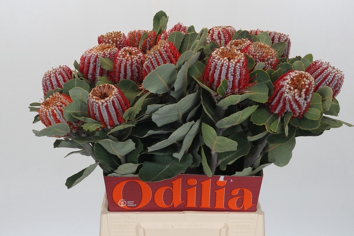 <h4>Banksia Coccinea</h4>