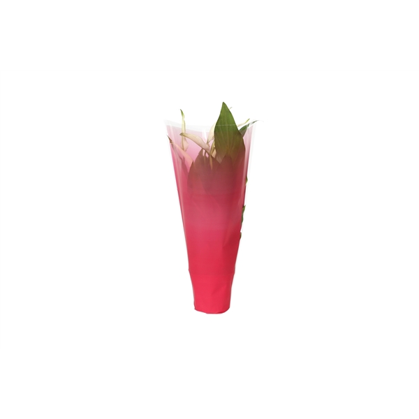 <h4>KP-794.1 RD - Spathiphyllum 9cm in rode hoes</h4>