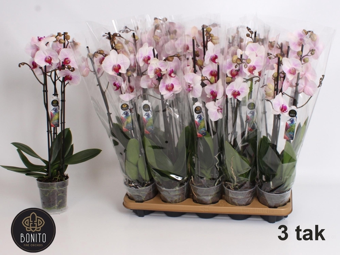 <h4>PHAL AN DENVER</h4>