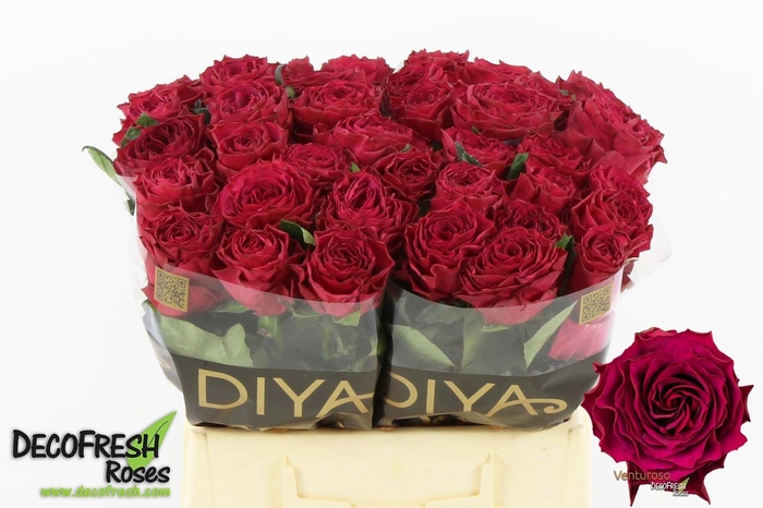 <h4>Rosa GR 'Venturoso'</h4>