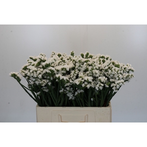 Limonium sinuatum Silvery Sun Birds