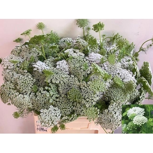 AMMI VIS CASABLANCA