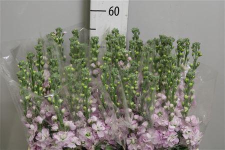 <h4>Matthiola incana 'Figaro Lgt Rose'</h4>