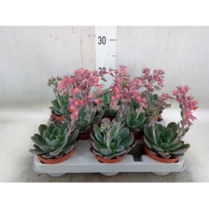 Echeveria  'Blue Prince'