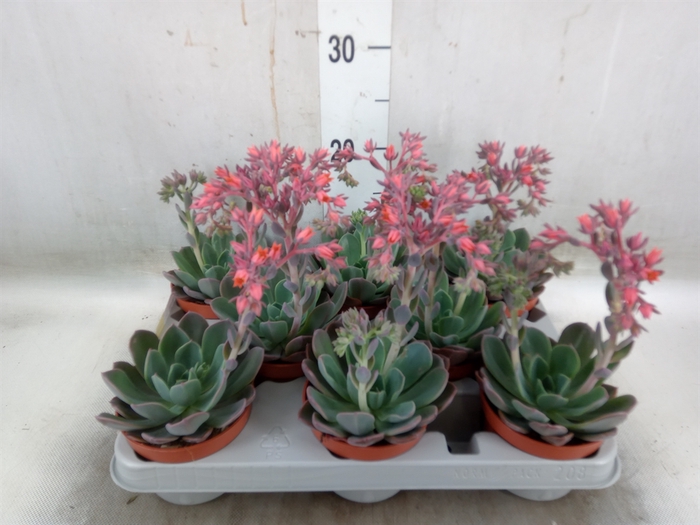 <h4>Echeveria  'Blue Prince'</h4>