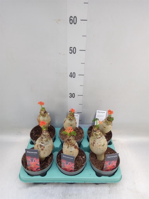 <h4>Jatropha podagrica</h4>