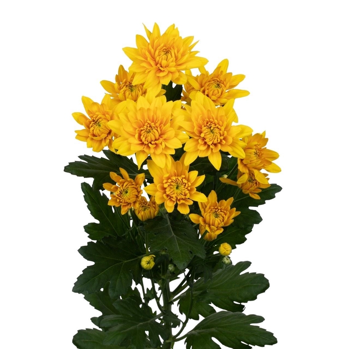 <h4>CHR T PASTELA SUNNY</h4>