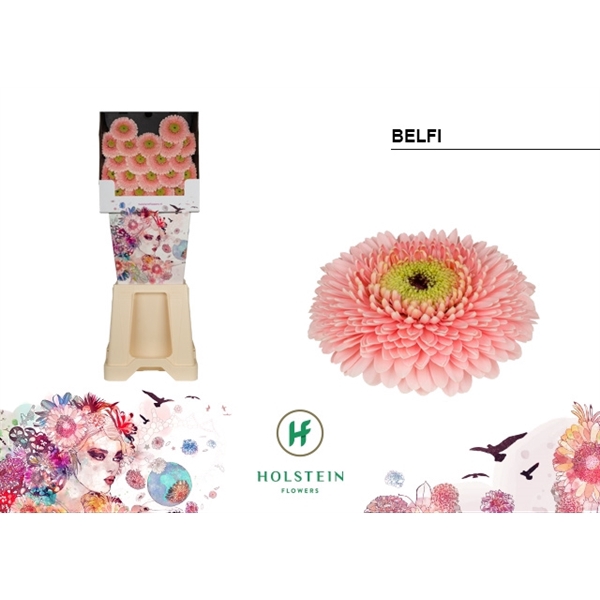 <h4>Ge Mi Pomponi Belfi Diamond Holstein</h4>