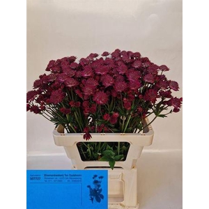 Astrantia Red Joyce