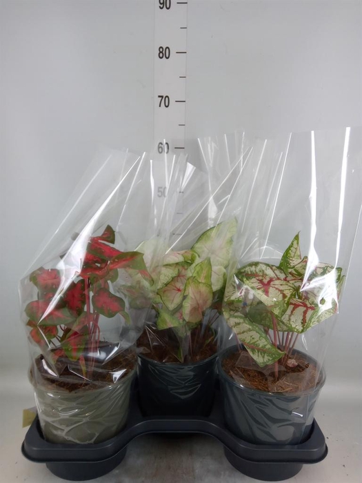 <h4>Caladium   ...mix</h4>