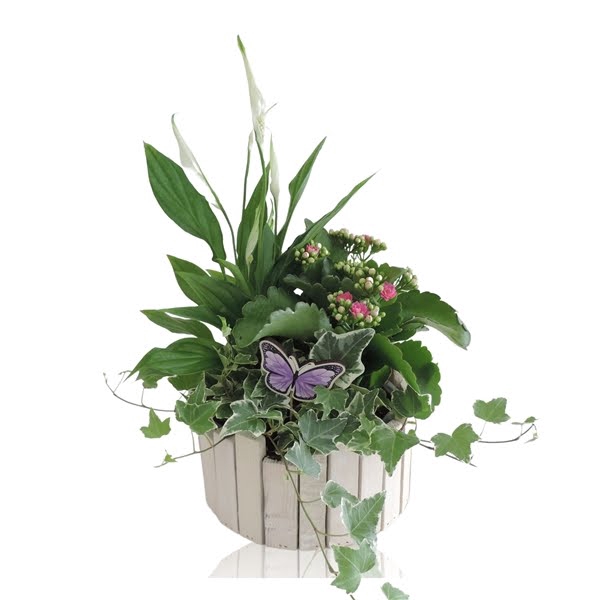 <h4>Collectie Anna Arrangement in Houten Bak 20 cm</h4>