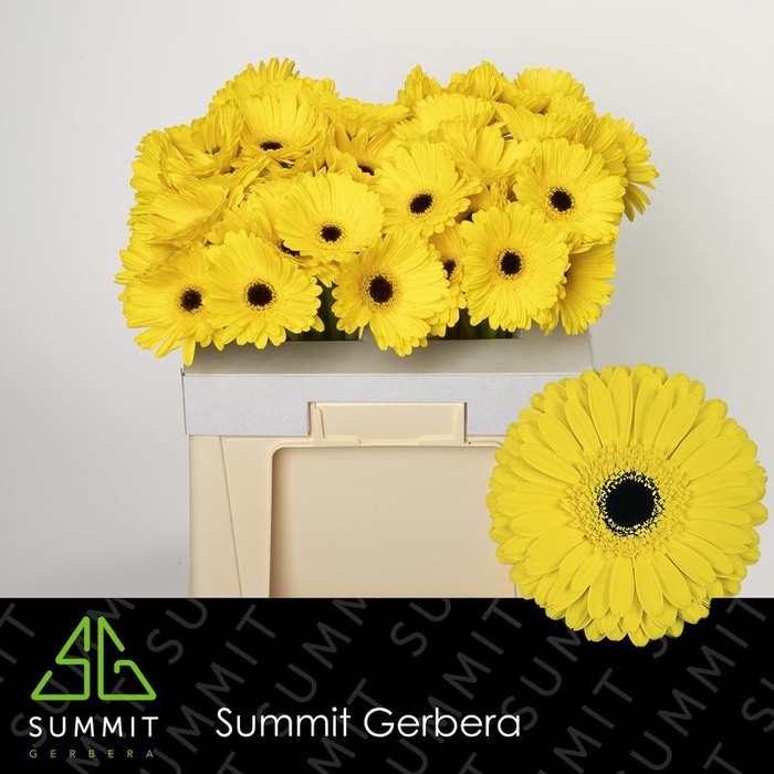 <h4>Gerbera Don Leo Water</h4>