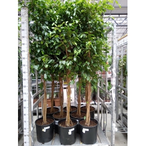 Ficus benja. 'Exotica'