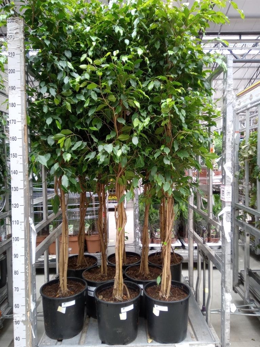 <h4>Ficus benja. 'Exotica'</h4>