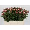 Paeonia Sarah Bernhardt