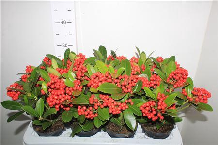 <h4>Skim Ja Oberries Red 5+</h4>