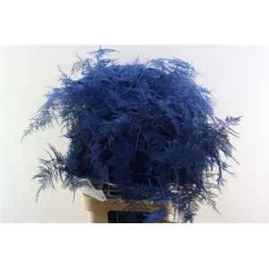 Asp Kbh Lang Blauw
