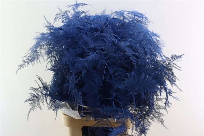<h4>Asp Kbh Lang Blauw</h4>