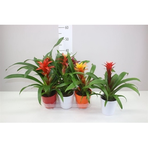 Guzmania Gemengd Keramiek