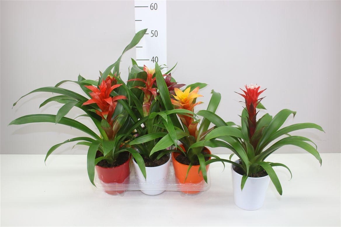 <h4>Guzmania Gemengd Keramiek</h4>
