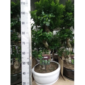 Ficus microcarpa 'Ginseng'