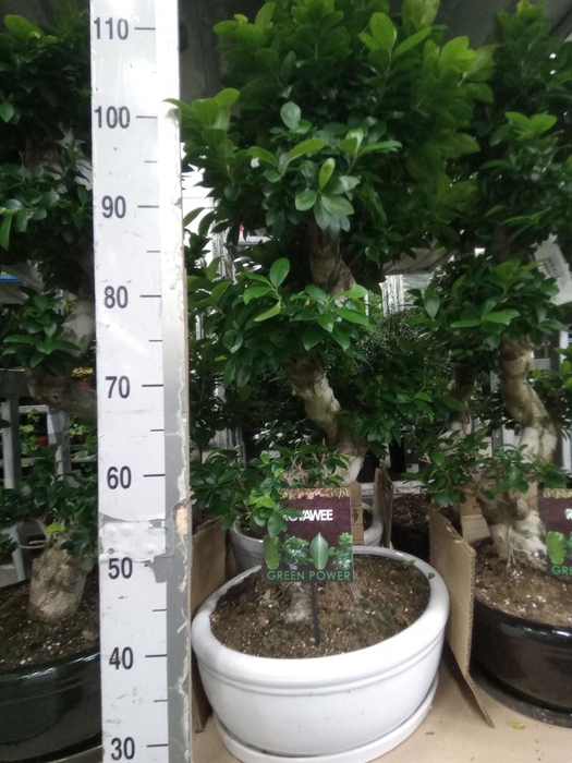 <h4>Ficus microcarpa 'Ginseng'</h4>