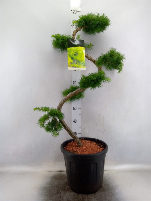 <h4>Larix kaempferi</h4>