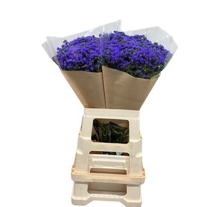 AGER H JJ VIOLET BLU