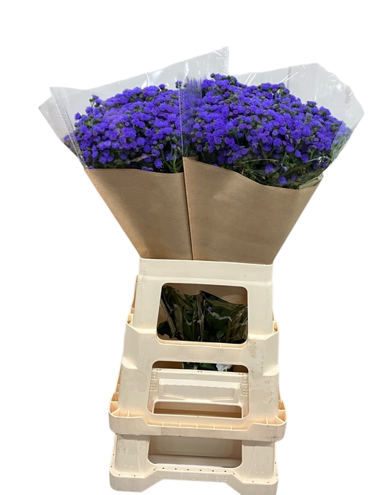 <h4>AGER H JJ VIOLET BLU</h4>