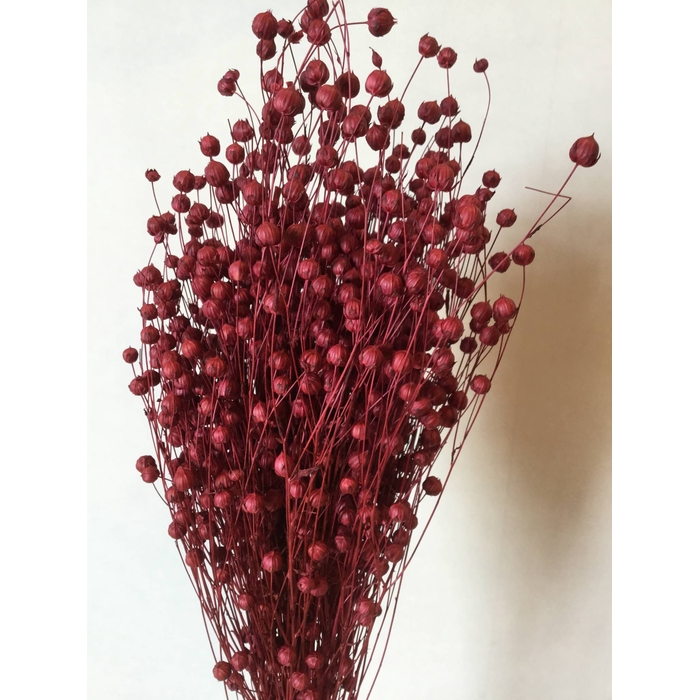 <h4>DRIED FLOWERS - LINO BORDEAUX</h4>