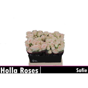 R Tr Sofie