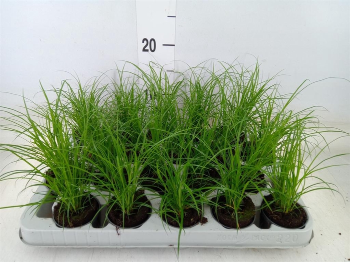 <h4>Carex brunnea</h4>